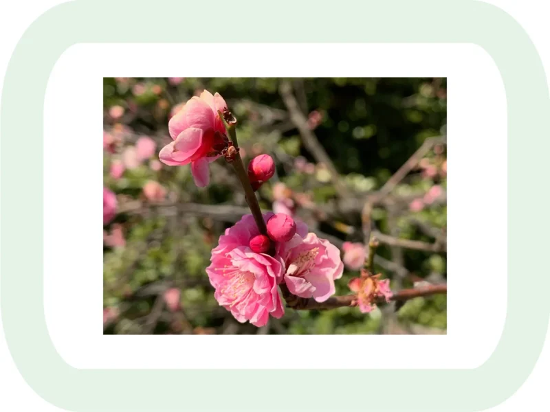 梅の花とつぼみ